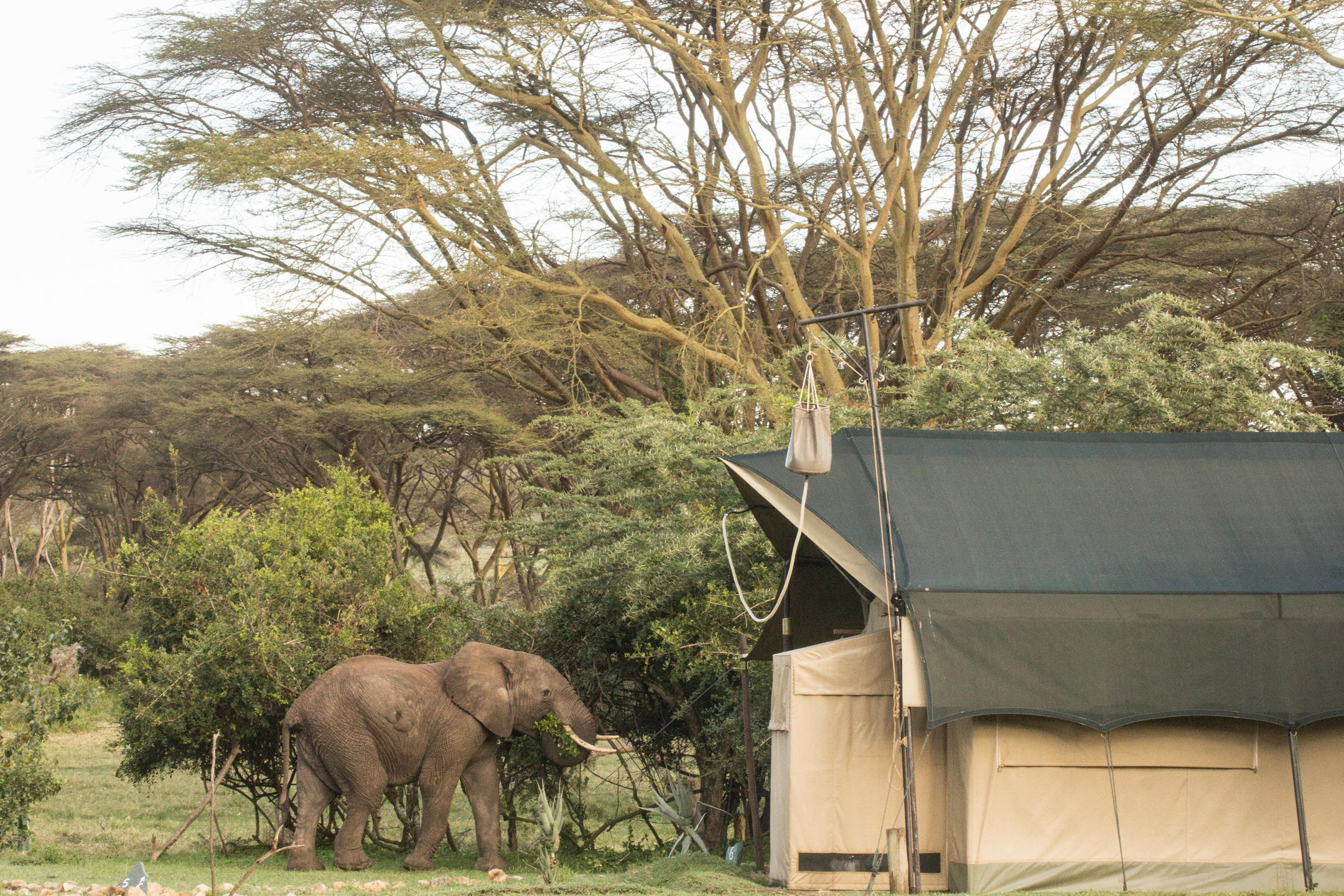 Porini Cheetah Camp thumbnail 9